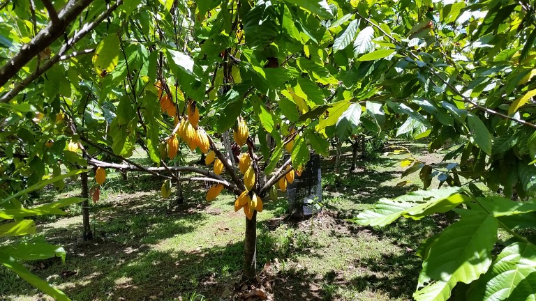 Mauna Kea Cacao Orchard