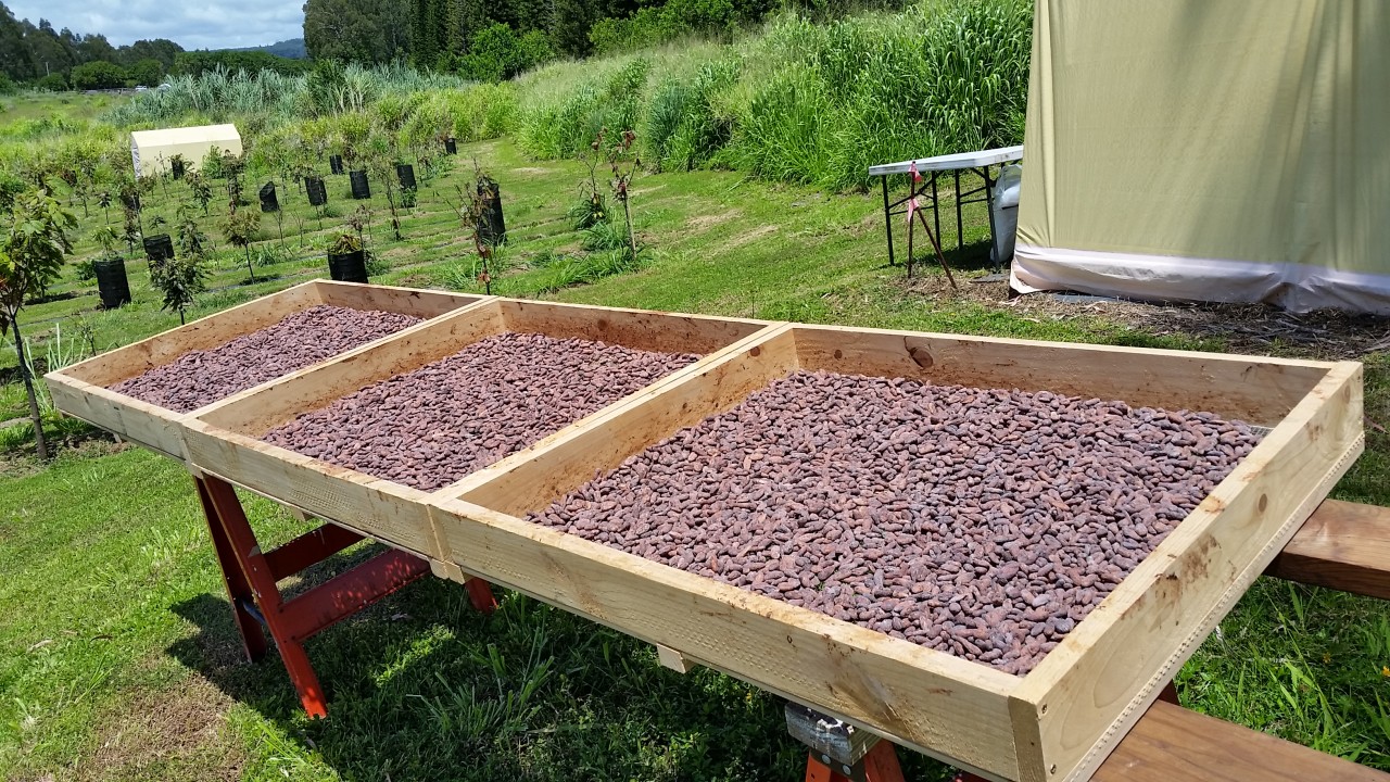 Cacao Beans Drying Outside Mauna Kea Cacao beans drying in the sun.